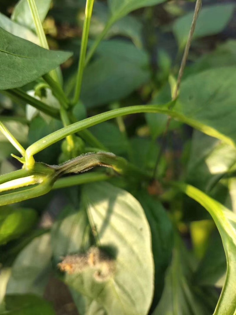 灰狩灰霉病杀菌专用药菌核病杀菌专用药4种成分复配
