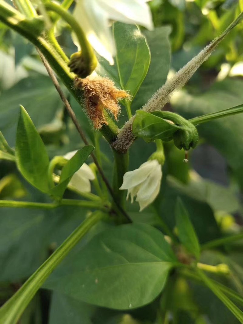灰狩灰霉病杀菌专用药菌核病杀菌专用药4种成分复配