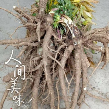 汉源当归（大）～秦当归～甜当归～鲜货～全归