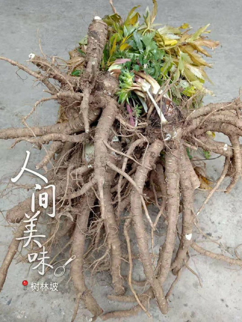 汉源当归（大）～秦当归～甜当归～鲜货～全归
