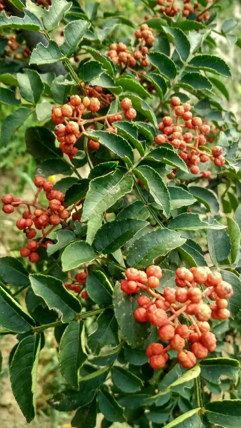 韩城大红袍花椒