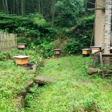 土蜂蜜