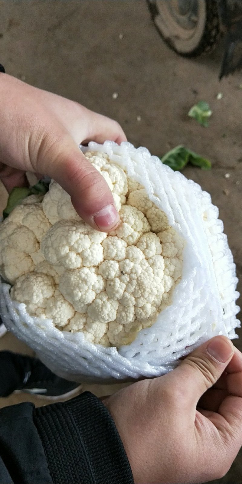 【精品】菜花〔商超品质价格低廉〕代发全国