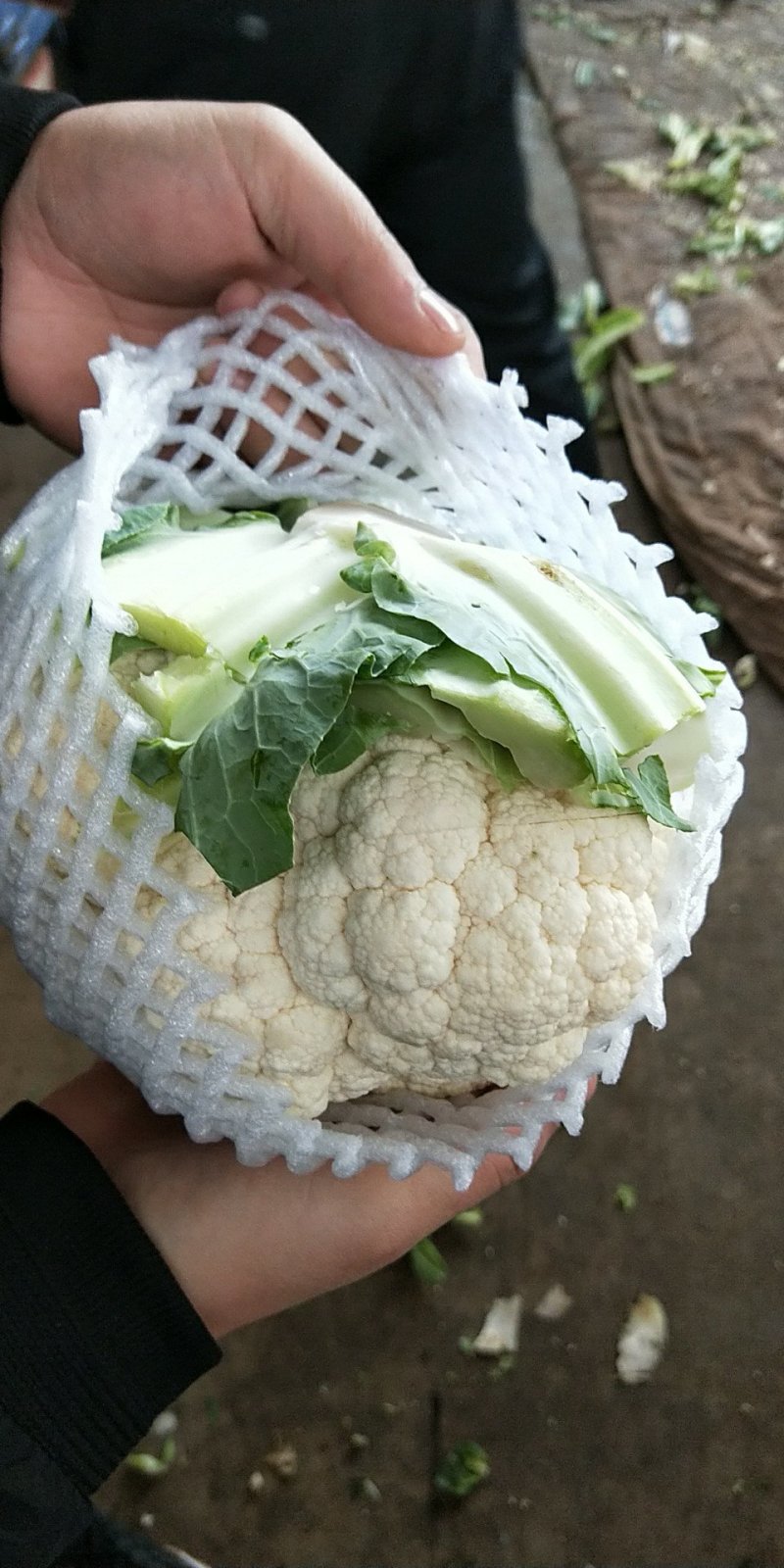 【精品】菜花〔商超品质价格低廉〕代发全国