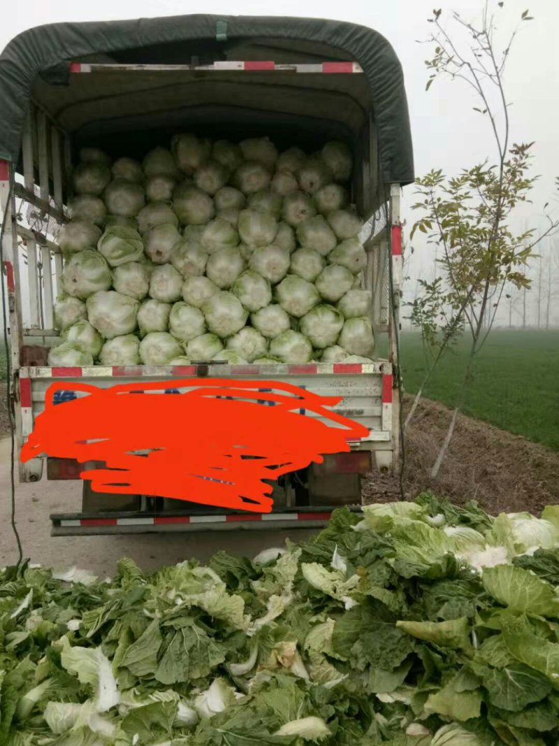 白菜叶多不老化污染蔬菜