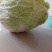 白菜叶多不老化污染蔬菜