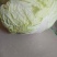 白菜叶多不老化污染蔬菜