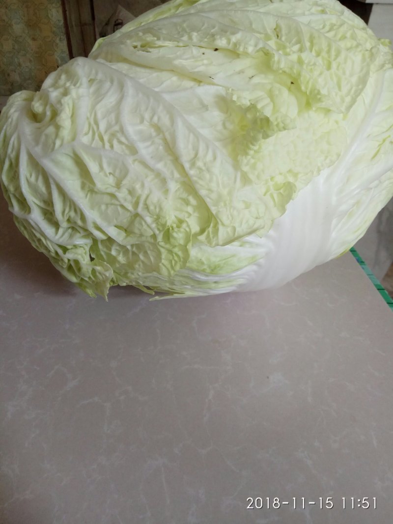 白菜叶多不老化污染蔬菜