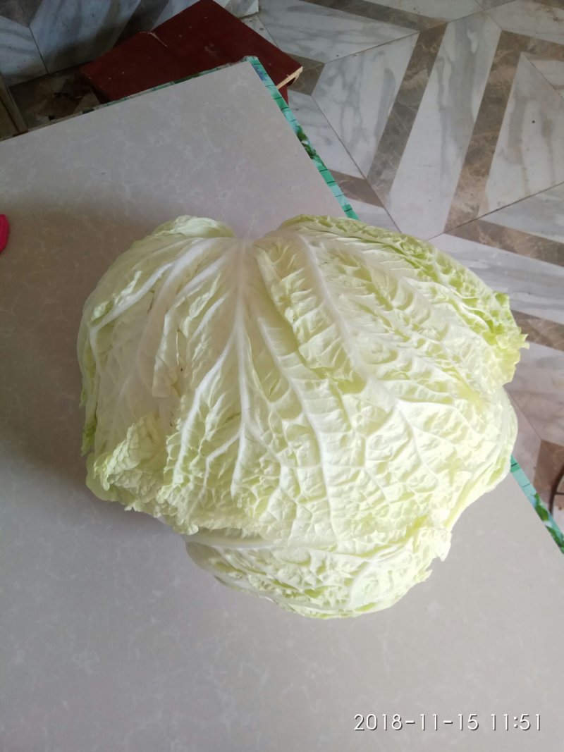 白菜叶多不老化污染蔬菜