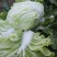 白菜叶多不老化污染蔬菜