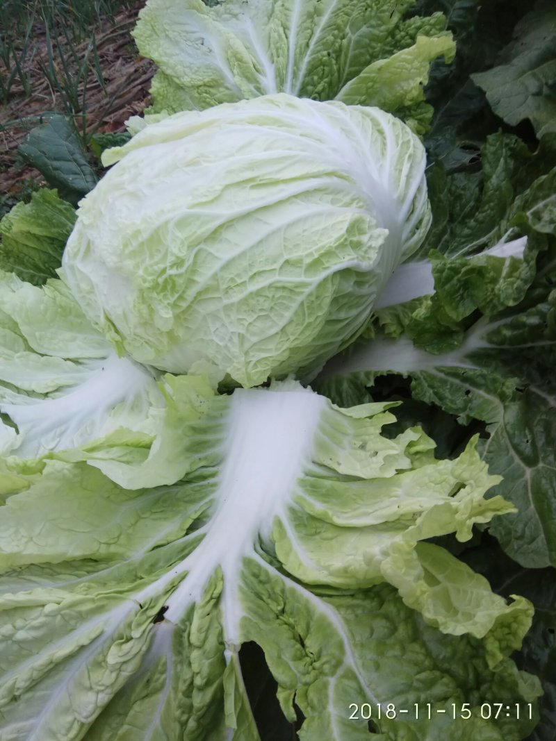 白菜叶多不老化污染蔬菜