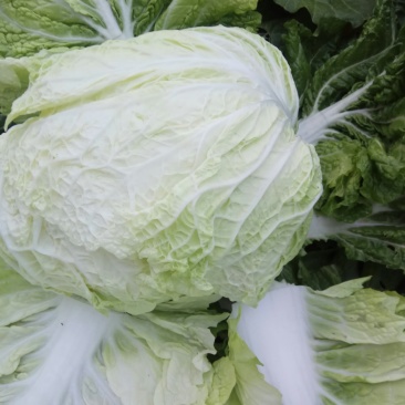 白菜叶多不老化污染蔬菜