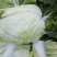 白菜叶多不老化污染蔬菜