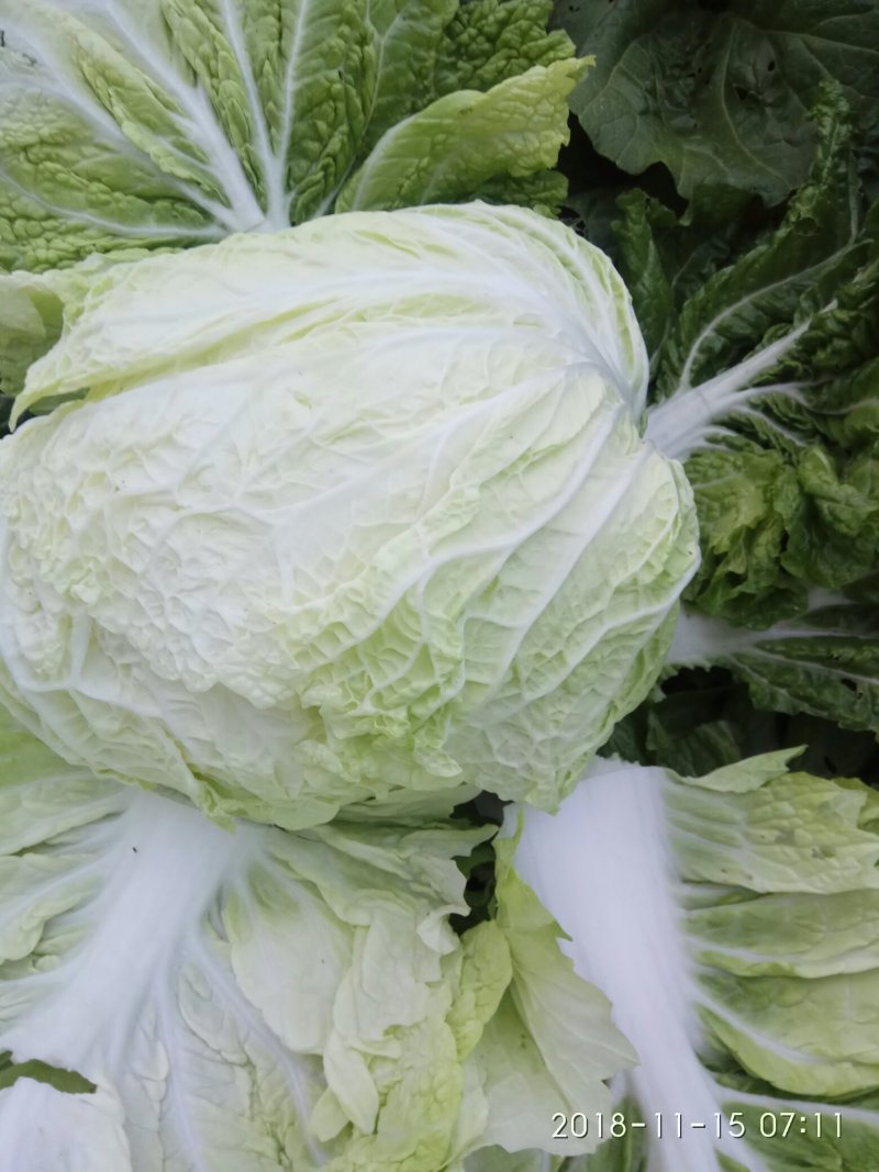 白菜叶多不老化污染蔬菜
