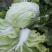 白菜叶多不老化污染蔬菜