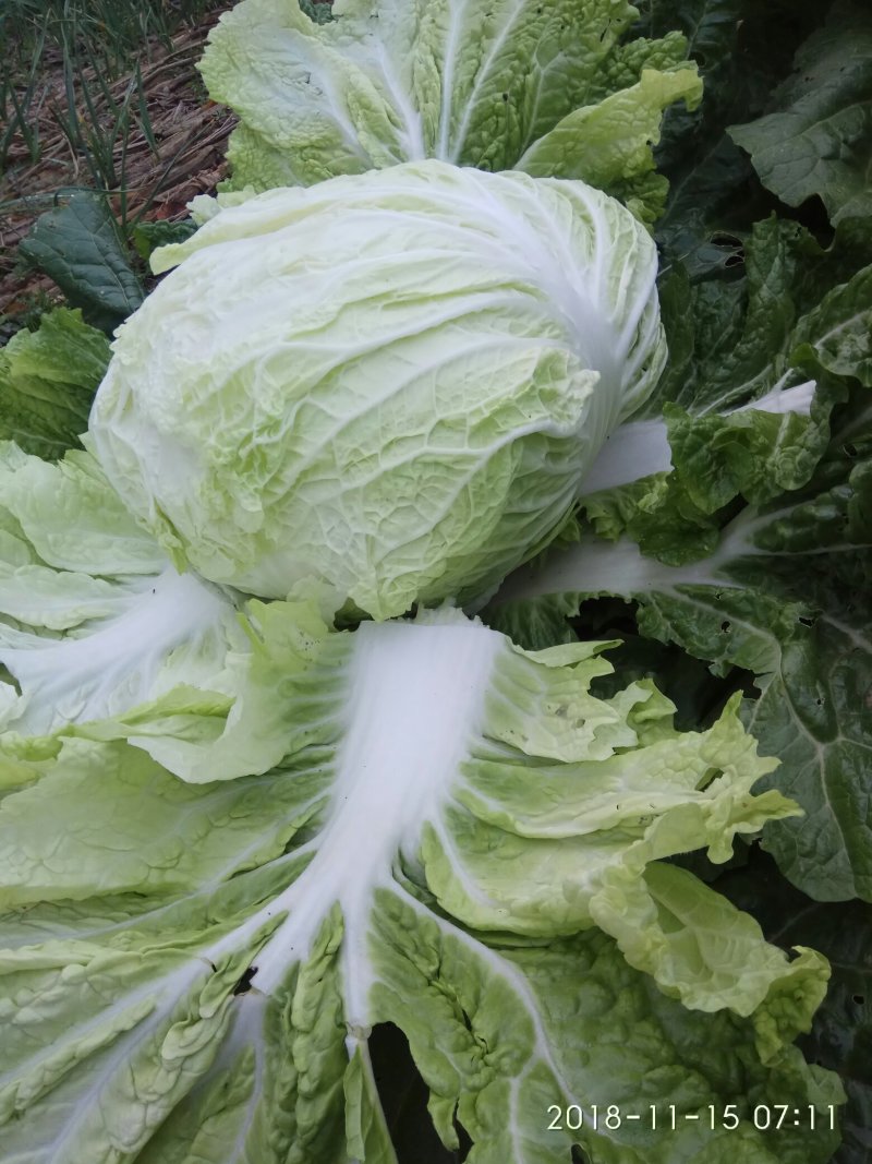 白菜叶多不老化污染蔬菜