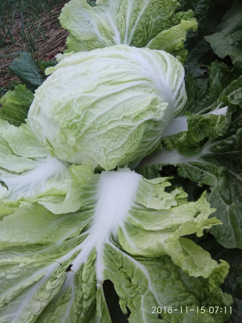 白菜叶多不老化污染蔬菜