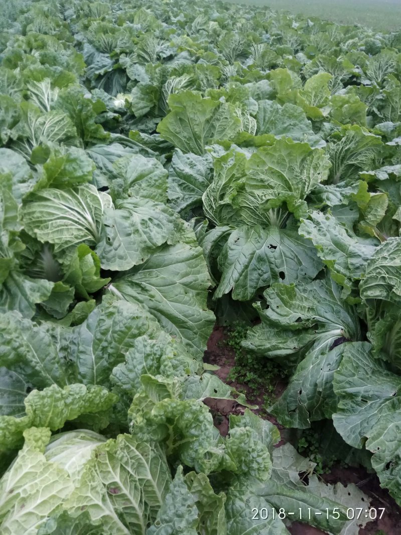 白菜叶多不老化污染蔬菜