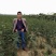 花椒苗