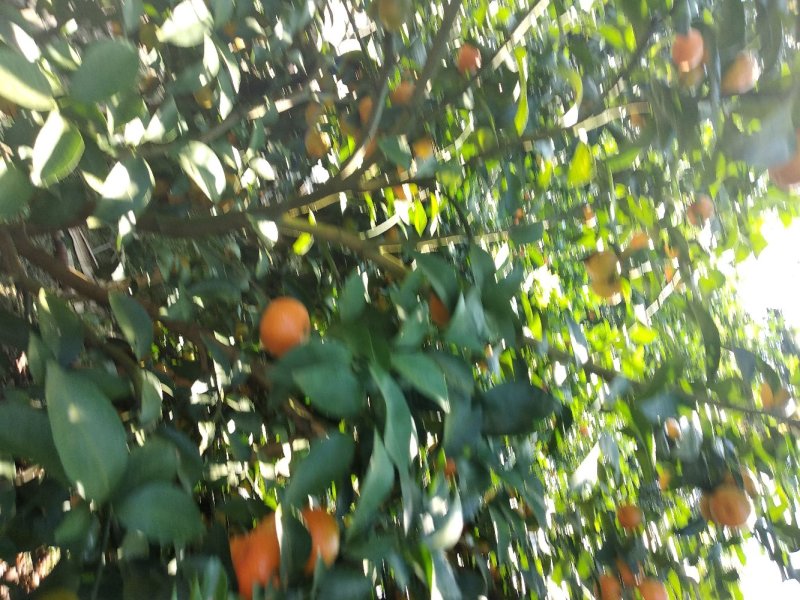 沙糖桔