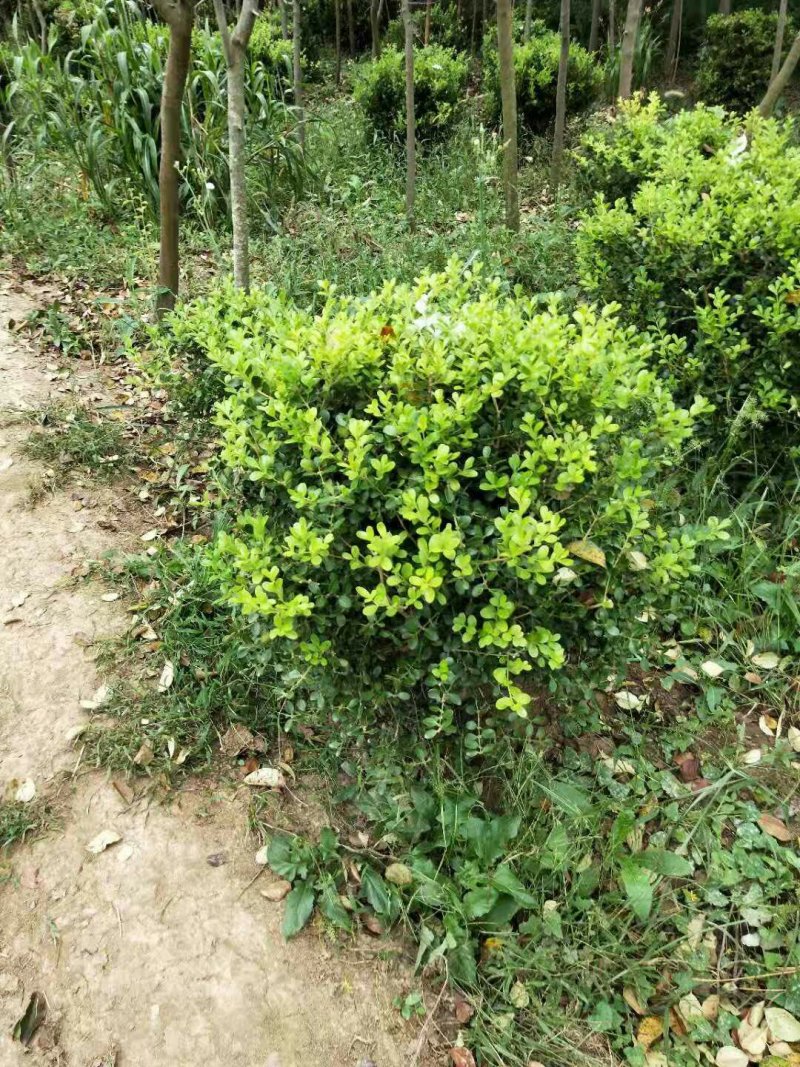 瓜子黄杨球，