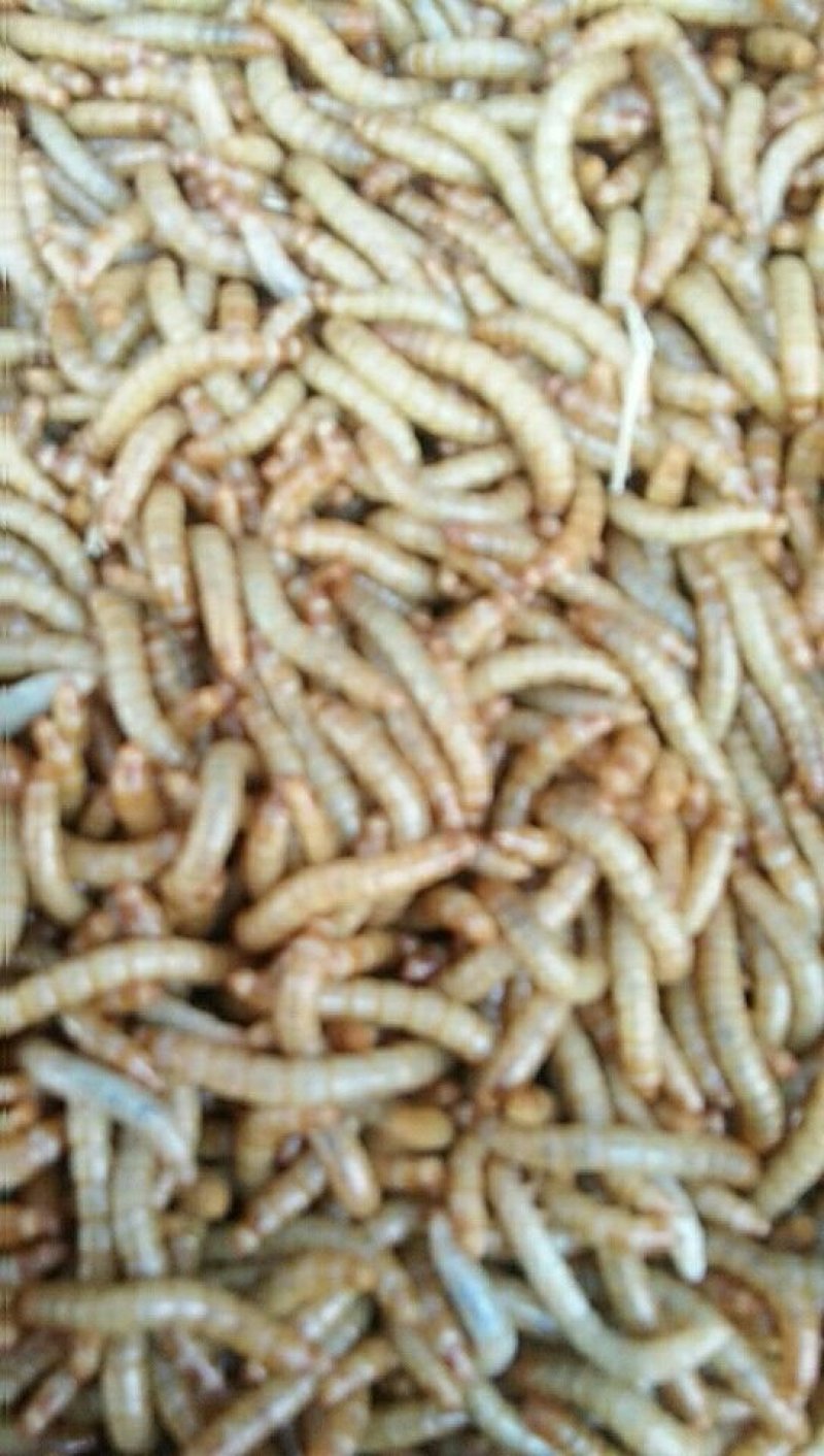 黄粉虫