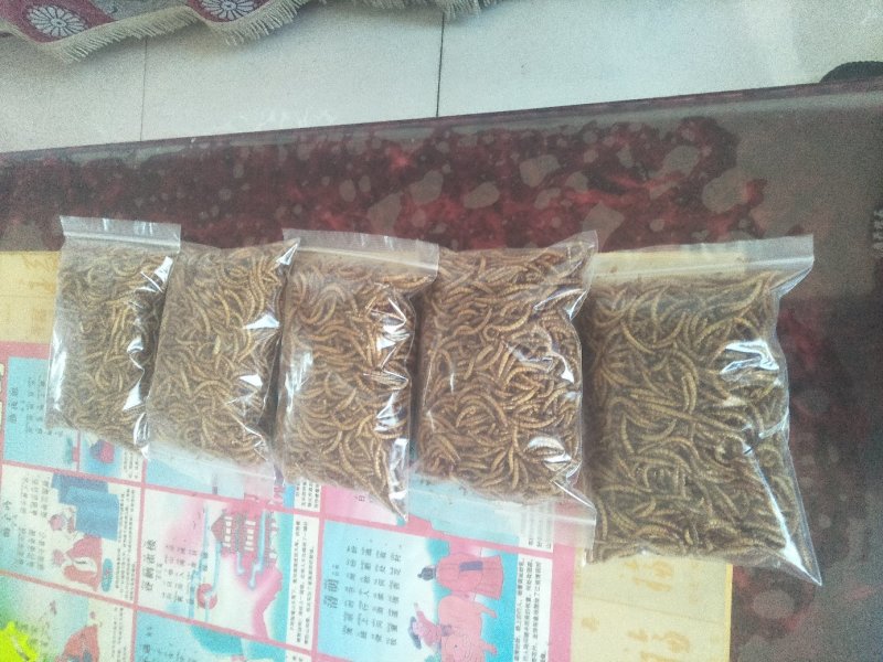 黄粉虫