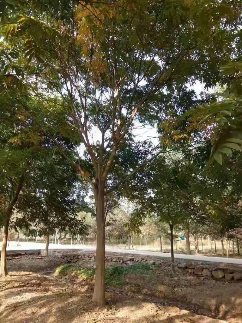 大量出售无患子，量大从优