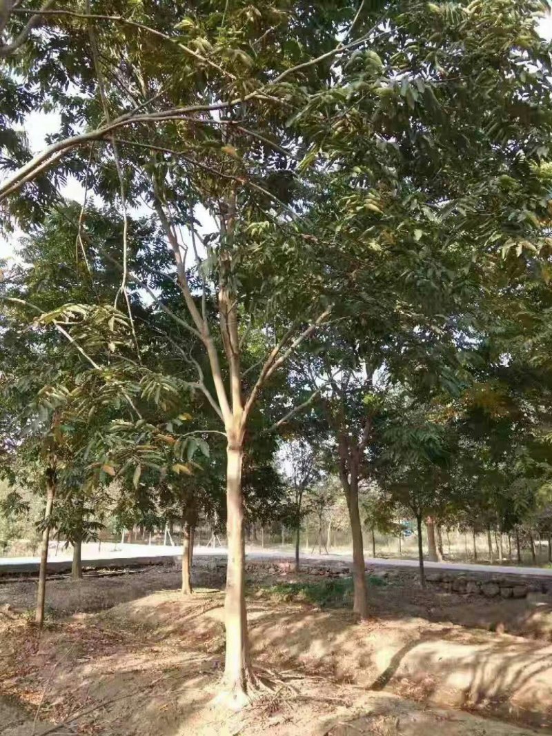 大量出售无患子，量大从优