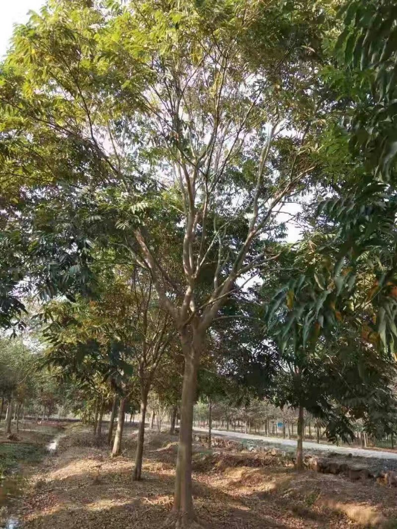 大量出售无患子，量大从优