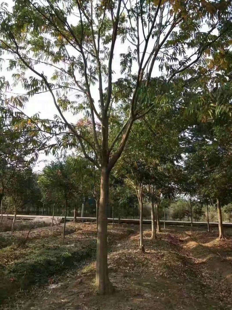 大量出售无患子，量大从优