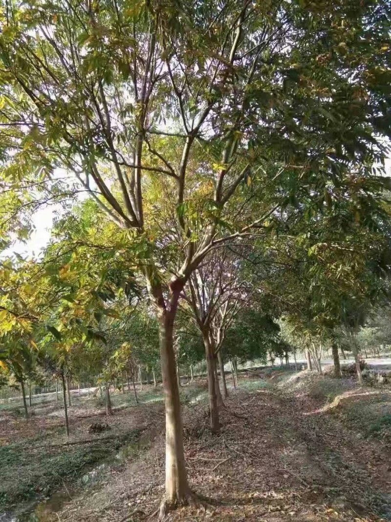 大量出售无患子，量大从优