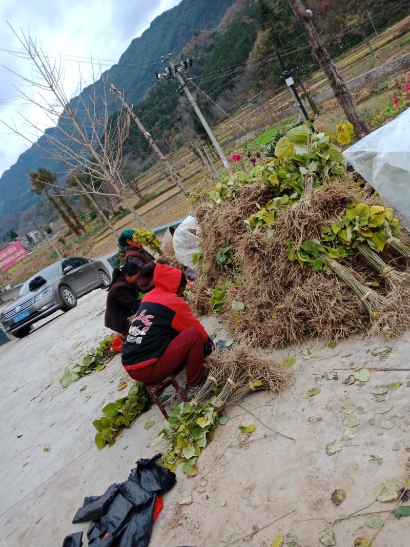 毛叶山桐子