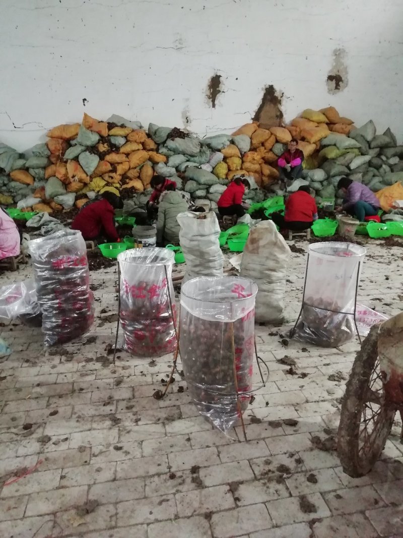 河南红芽芋头，个大子圆，颜色好，口感好！