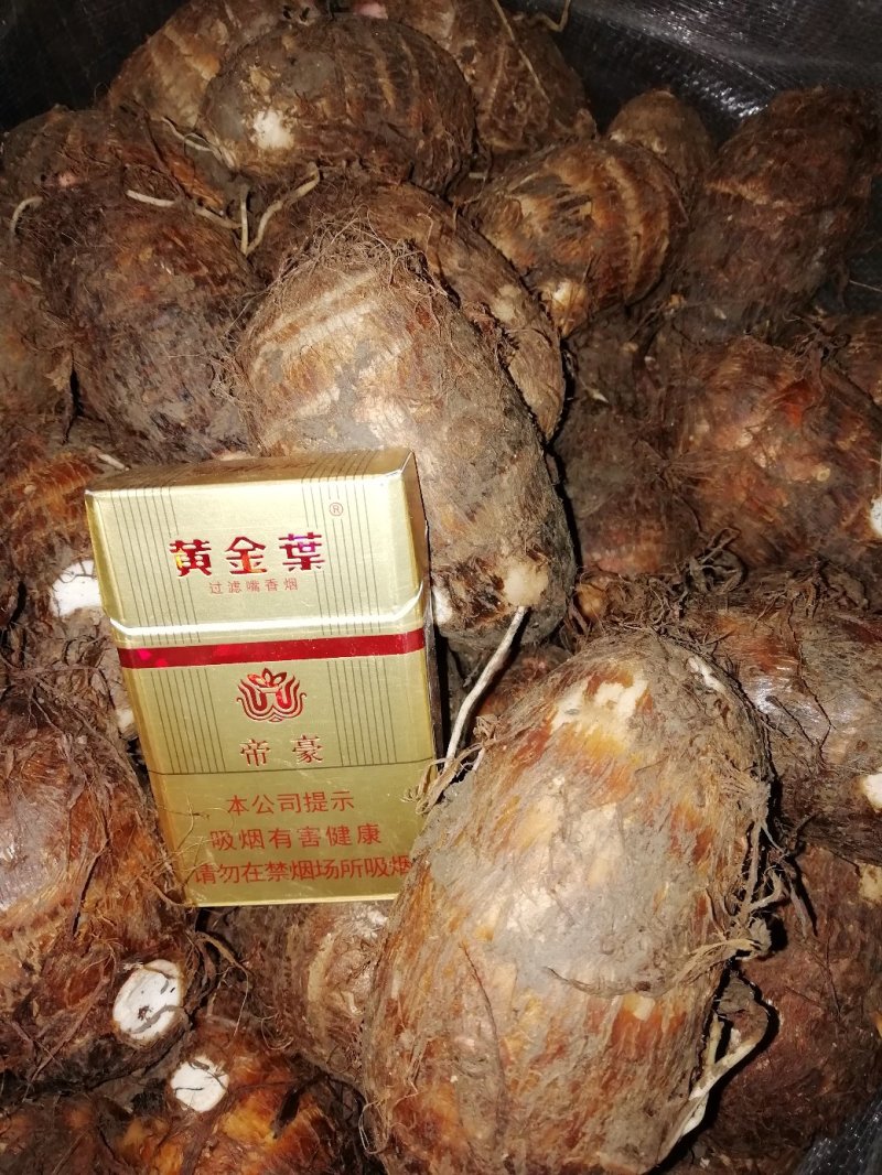 河南红芽芋头，个大子圆，颜色好，口感好！