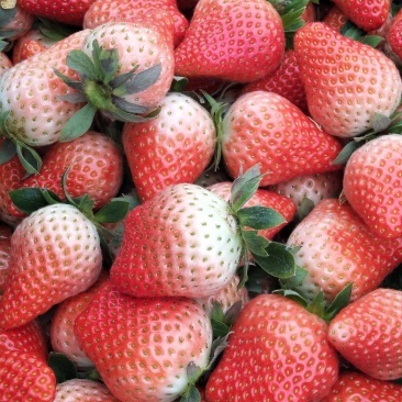 草莓宁丰宁玉全香奶油草莓🍓