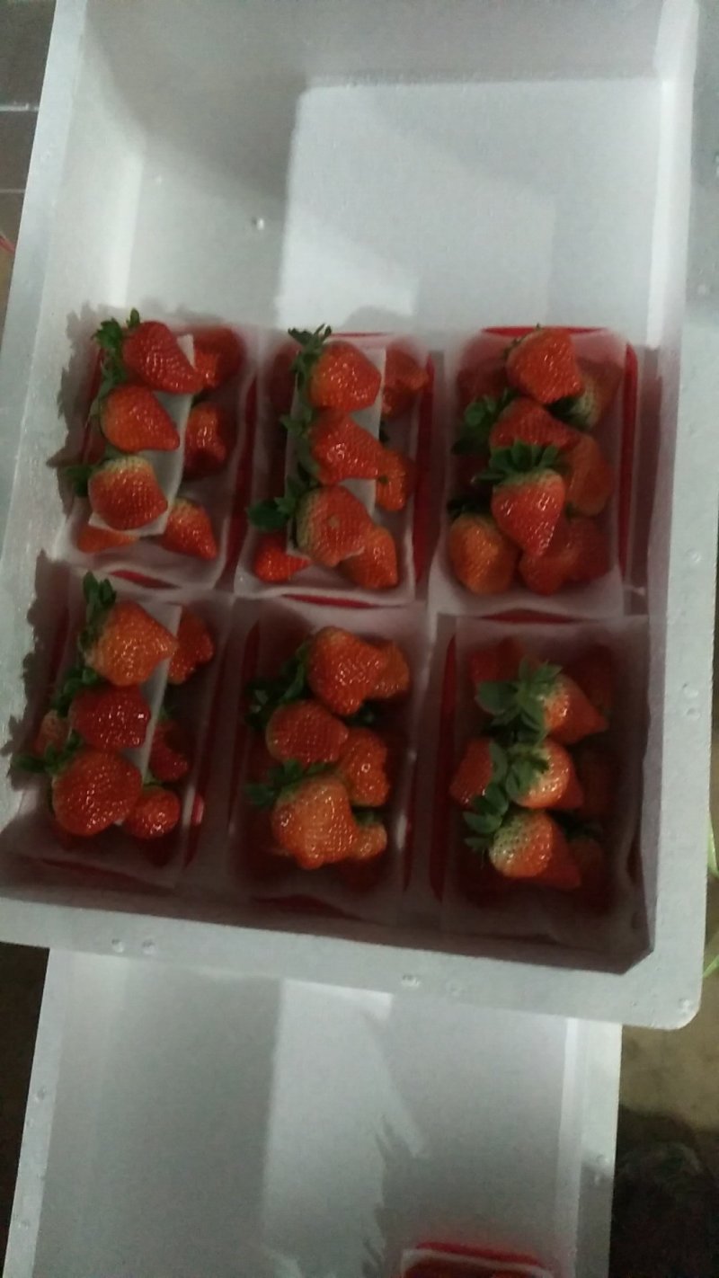 草莓宁丰宁玉全香奶油草莓🍓