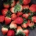 草莓宁丰宁玉全香奶油草莓🍓