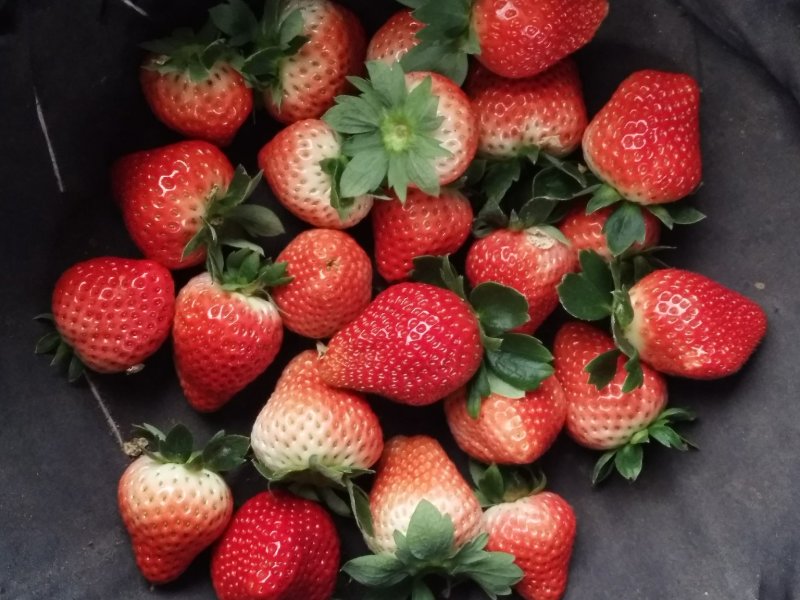 草莓宁丰宁玉全香奶油草莓🍓