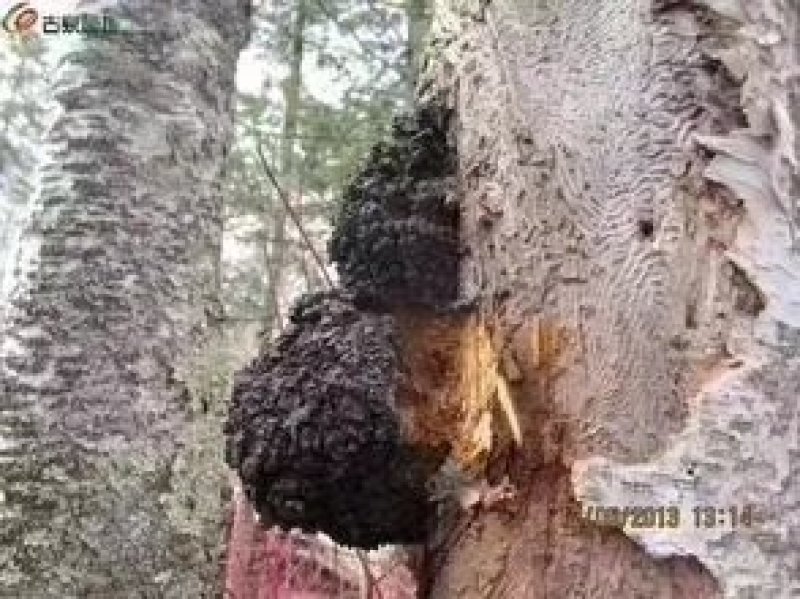 吉林东北特产桦树茸，500g，十五年以上，
