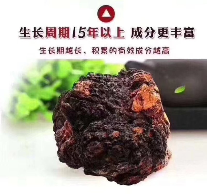 吉林东北特产桦树茸，500g，十五年以上，