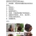 吉林东北特产桦树茸，500g，十五年以上，