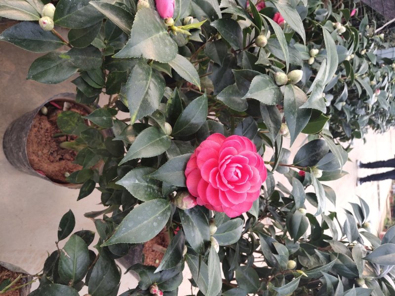 茶花六角大红