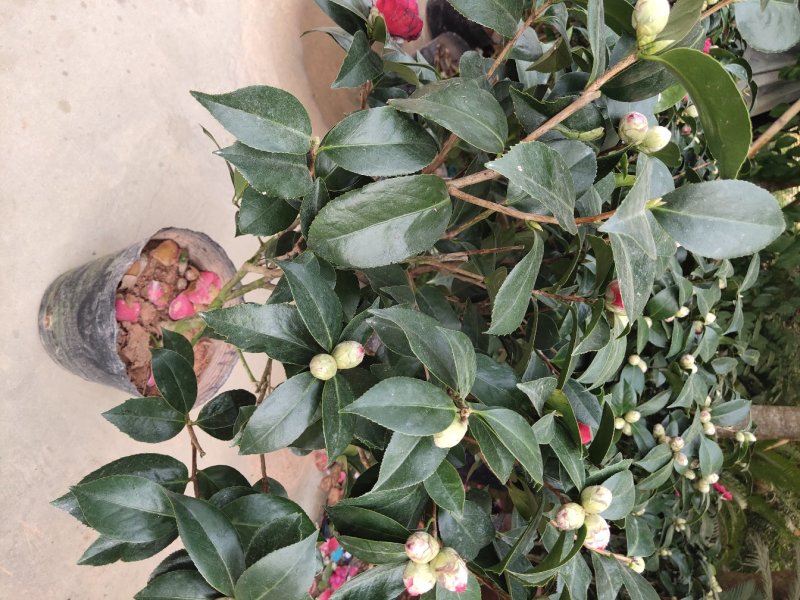 茶花六角大红