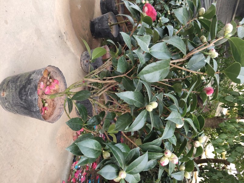 茶花六角大红