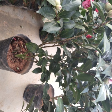 茶花六角大红