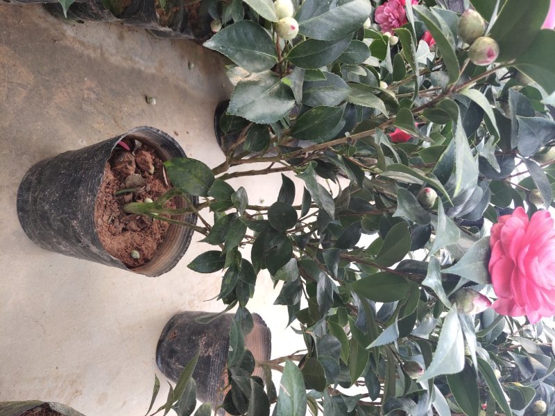 茶花六角大红