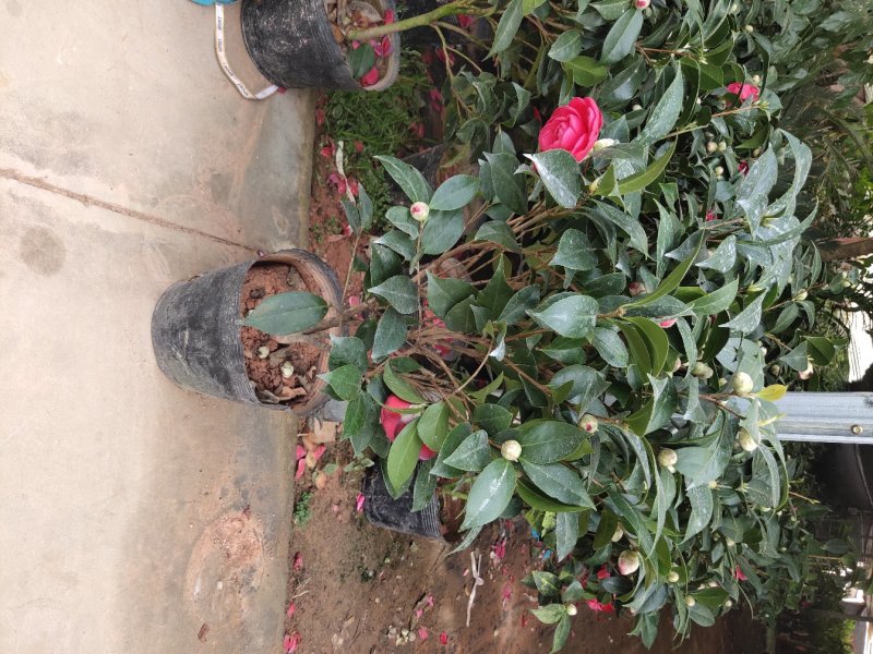 茶花六角大红