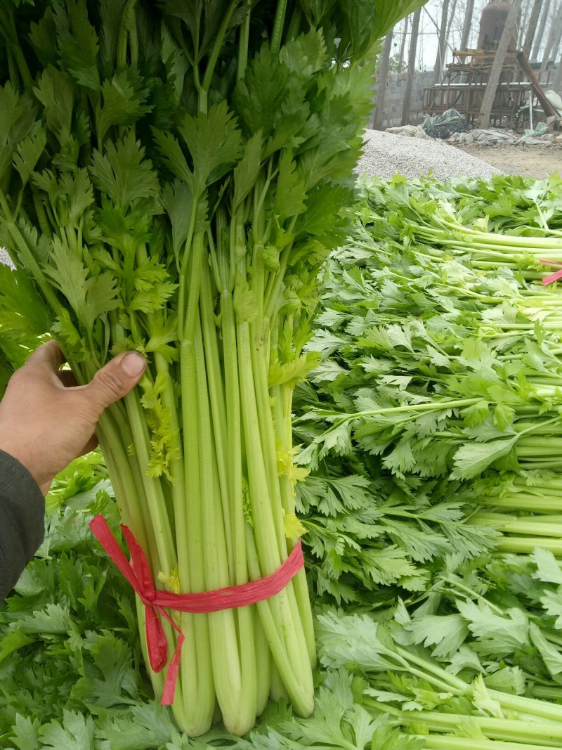 大量共用茄子价格不高，质量不孬，需要的老板联系。