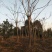 黄山栾树苗基地1一20批发，现货长期有效。